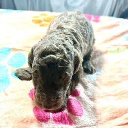 Liberty (zBill) - Cafe au lait female Poodle puppy in Meadowbrook, California from Standard Poodle Pups