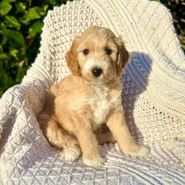 Sneezy - Apricot male Goldendoodle puppy in Stockton, California from Port City Doodles