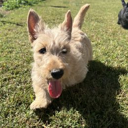 Scottish Terrier puppies from Maylark Scottish Terriers