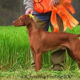 Vizsla All Grown Up from CMF Vizslas