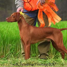 Vizsla All Grown Up from CMF Vizslas