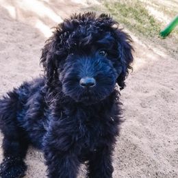 Goldendoodle Puppies from AZ Desert Doodles