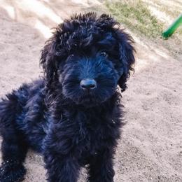 Goldendoodle Puppies from AZ Desert Doodles
