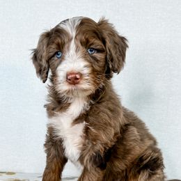 Aussiedoodles, Australian Shepherds, Double Doodles, Maremma Sheepdogs, and Poodles from White Star Acres