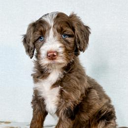 Aussiedoodles, Australian Shepherds, Double Doodles, Maremma Sheepdogs, and Poodles from White Star Acres