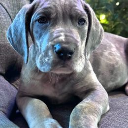 Reserved - Merle Great Dane puppy in Wisconsin from Starry Night Great Danes