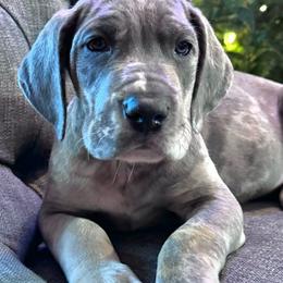 Reserved - Merle Great Dane puppy in Wisconsin from Starry Night Great Danes