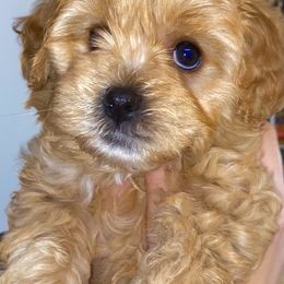 Bernedoodle Puppies from Pearce Pups