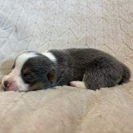Annie - Gray and white female American Corgi puppy in Decatur, Texas from Bar S Corgis