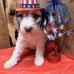 Ruby - Red merle female Aussiedoodle puppy in Lavonia, Georgia from H & A Kennels