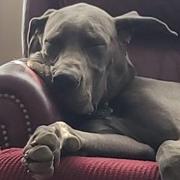 Great Danes from Gentle Giant Danes, LLC