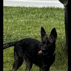 Yellow girl AKA Daisy - Sable German Shepherd puppy in Fredericksburg, Virginia from Trinity German Shepherd Dogs