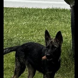 Yellow girl AKA Daisy - Sable German Shepherd puppy in Fredericksburg, Virginia from Trinity German Shepherd Dogs