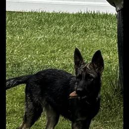 Yellow girl AKA Daisy - Sable German Shepherd puppy in Fredericksburg, Virginia from Trinity German Shepherd Dogs