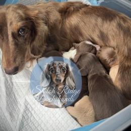 Sloan - Dachshund