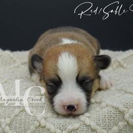Harmony (RedSable Female 1) - Sable female Pembroke Welsh Corgi puppy in Straughn, Alabama from Magnolia Creek Corgis