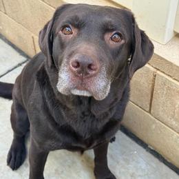 Brandy - Labrador Retriever