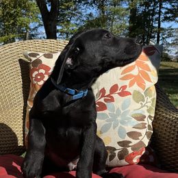 Wilson - Black male Labrador Retriever puppy in Alger, Ohio from Osborne Family Retrievers