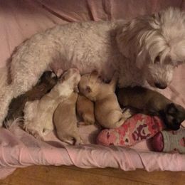 Havanese from HINZ-N-CO Havanese