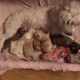 Havanese from HINZ-N-CO Havanese