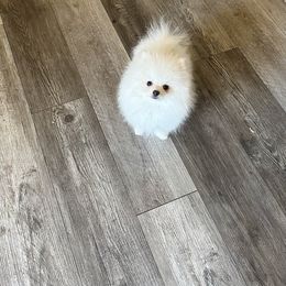 Pomeranian Puppies from Glitzypoms