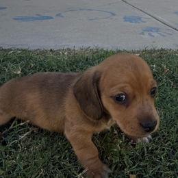 Boy 1 - Dapple male Dachshund puppy in Buckeye, Arizona from Ryder's Roundup