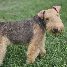 Lakeland Terrier puppies from Glacieridge Lakeland Terrier