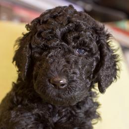 Red Boy - Black male Poodle puppy in Palmetto, Georgia from Renders Poodles