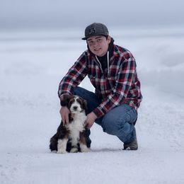 Bernedoodle and Bernese Mountain Dog Puppies from Mountain Top Bernedoodles
