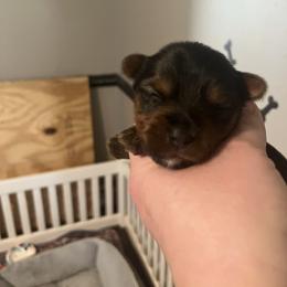 Tink - Black and tan female Yorkshire Terrier puppy in Beavercreek, Ohio from The Yorkie Den, LLC