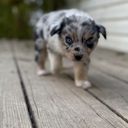 Hearts - Blue merle female Australian Shepherd puppy in Warsaw, Missouri from Siercks Ranch Aussies