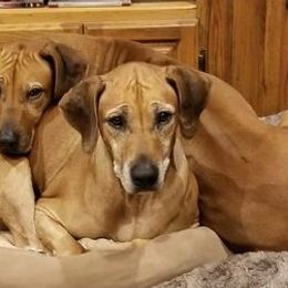 Rhodesian Ridgebacks from Shamwari