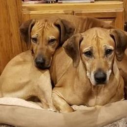 Rhodesian Ridgebacks from Shamwari