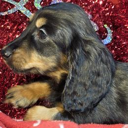 Boy 1 - male Dachshund puppy in Polo, Missouri from Cool Runnin Dachshunds
