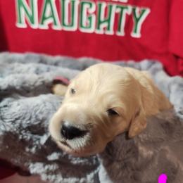 Pink - Golden female Golden Retriever puppy in Lucasville, Ohio from Halo Kennels