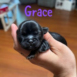 Grace - Red female Shih Tzu puppy in Ft Mc Coy, Florida from Everlasting Shih Tzu