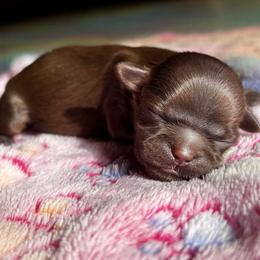 Chocolate - Chocolate female Shih Tzu puppy in Oakville, Washington from Pine Pawz