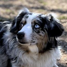 Florence - Miniature Australian Shepherd