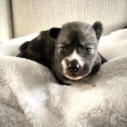 Siberian Husky Puppies from OAZS Pups