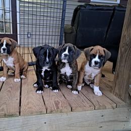 Boxer Puppies from Mary Moon