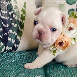 Noel - White French Bulldog puppy in Petaluma, California from Luma Frenchies