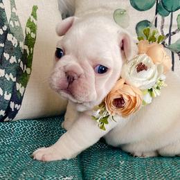 Noel - White French Bulldog puppy in Petaluma, California from Luma Frenchies