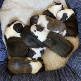 Boston Terrier and French Bulldog Puppies from Findley’s Furbabies
