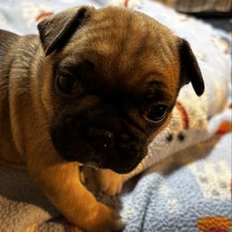 Charolette - Fawn female French Bulldog puppy in Neenah, Wisconsin from Mimosa Acres French Bulldogs LLC