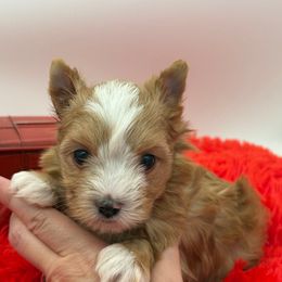Jasper - Gold male Yorkshire Terrier puppy in Benton, Illinois from Furry Tailz Yorkies