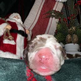 Blizzard - Harlequin male Great Dane puppy in Ardmore, Alabama from Delta Danes