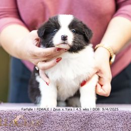 Farfalle - Black and white female Border Collie puppy in Bryantown, Maryland from Bellaclan Border Collies