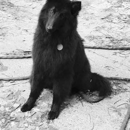 Violet - Belgian Sheepdog