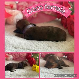 Coco - Dapple female Dachshund puppy in Elko, Nevada from Willow Creek Dachshunds, and Collies