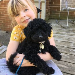 Poodle Puppies from Wilcox Breeding Service